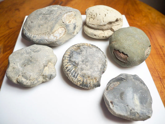 Prep Your Own Fossils – Unprepared Whitby Fossil Box – Yorkshire Coast Jurassic Fossils