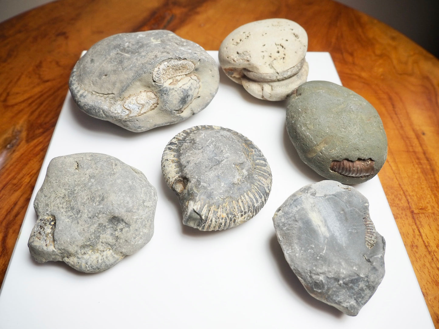 Prep Your Own Fossils – Unprepared Whitby Fossil Box – Yorkshire Coast Jurassic Fossils