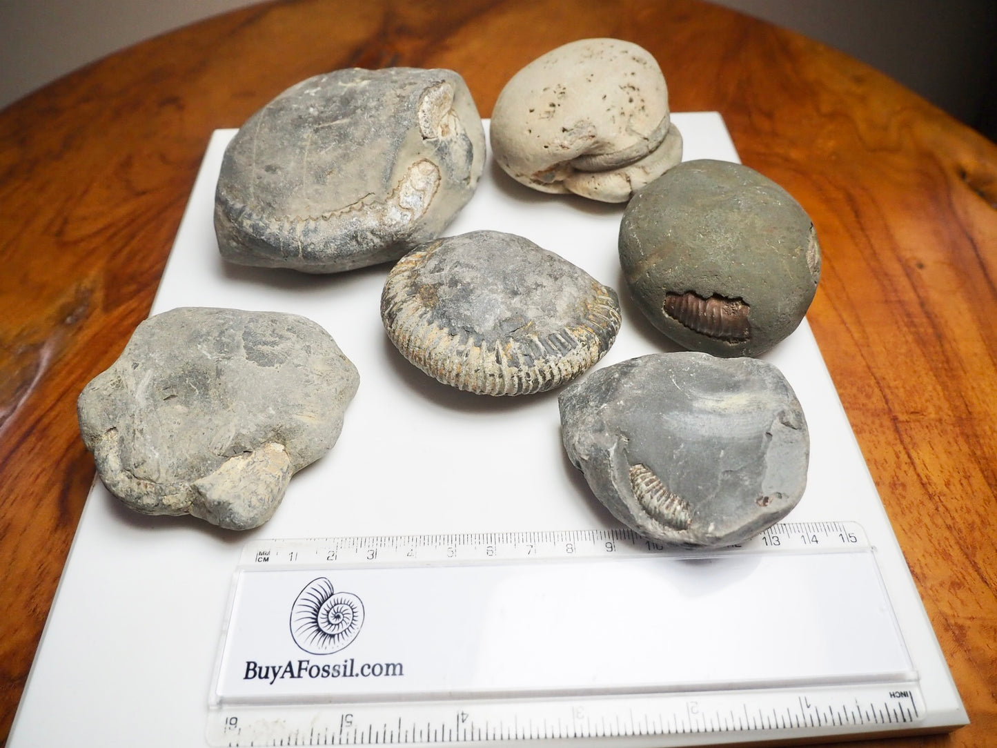 Prep Your Own Fossils – Unprepared Whitby Fossil Box – Yorkshire Coast Jurassic Fossils