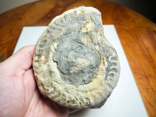 Whitby Ammonite Nodule – Unprepared Jurassic Fossil – Yorkshire Coast