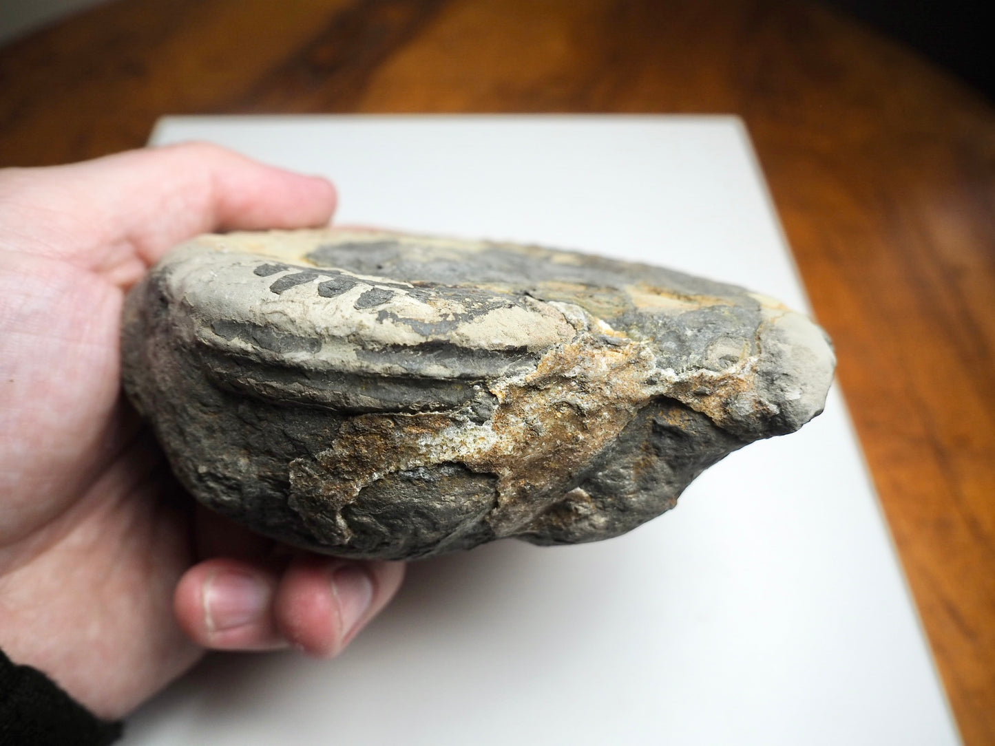 Whitby Ammonite Nodule – Unprepared Jurassic Fossil – Yorkshire Coast
