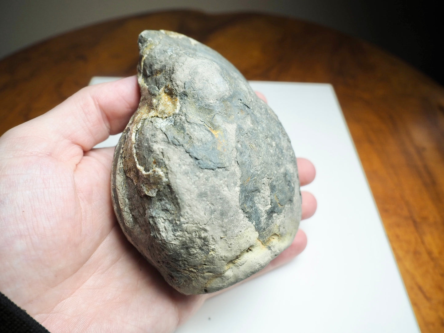Whitby Ammonite Nodule – Unprepared Jurassic Fossil – Yorkshire Coast