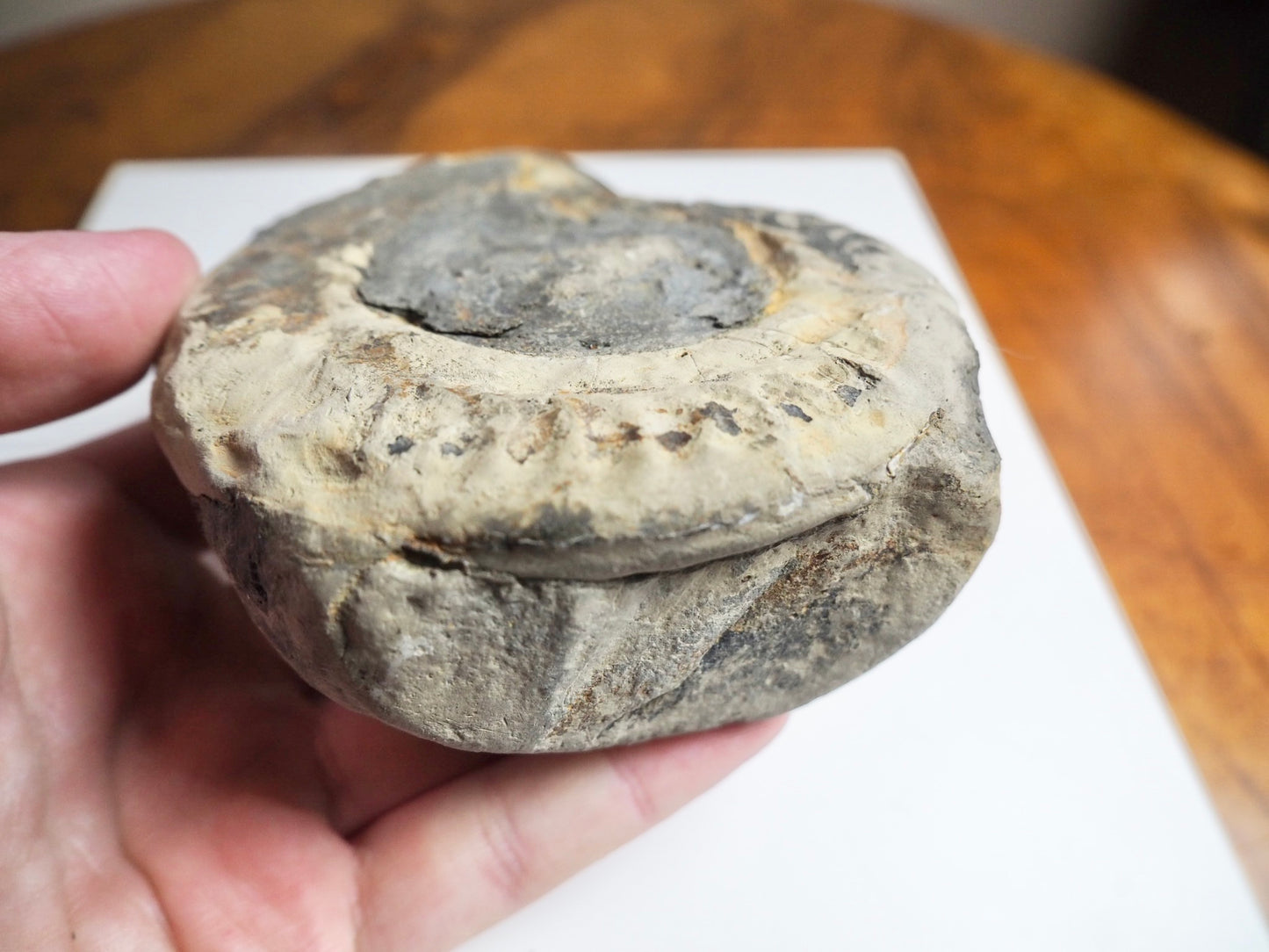 Whitby Ammonite Nodule – Unprepared Jurassic Fossil – Yorkshire Coast