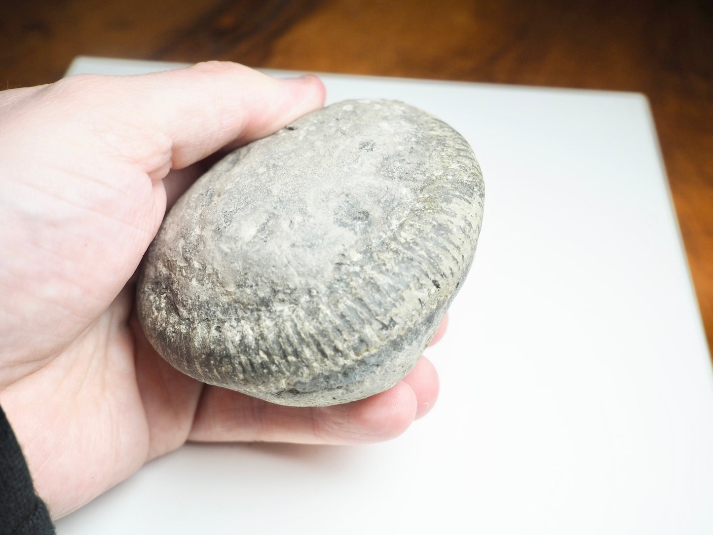 Whitby Ammonite Nodule – Unprepared Jurassic Fossil – Yorkshire Coast
