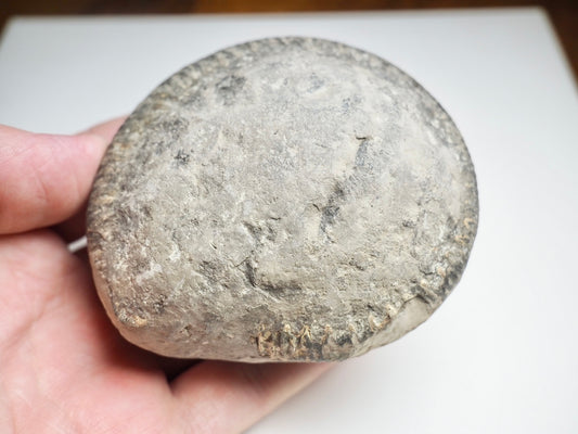 Whitby Ammonite Nodule – Unprepared Jurassic Fossil – Yorkshire Coast