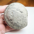 Whitby Ammonite Nodule – Unprepared Jurassic Fossil – Yorkshire Coast