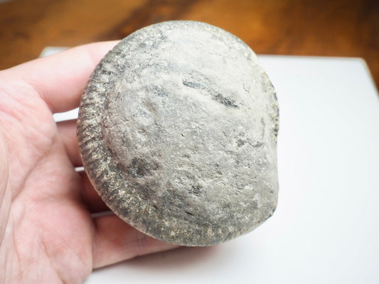 Whitby Ammonite Nodule – Unprepared Jurassic Fossil – Yorkshire Coast