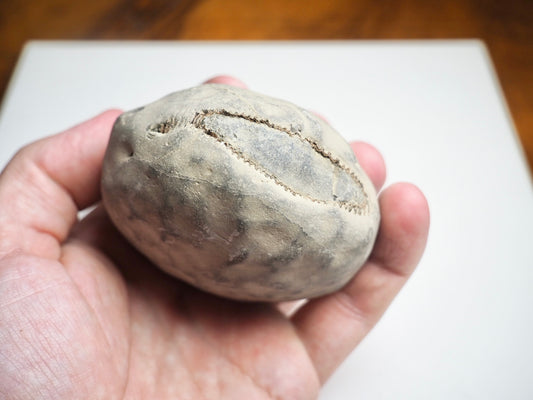Whitby Ammonite Nodule – Unprepared Jurassic Fossil – Yorkshire Coast