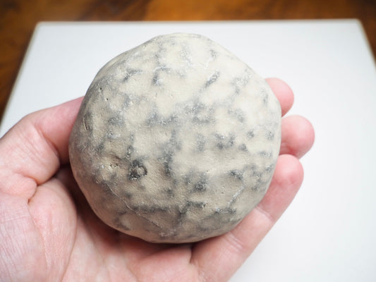 Whitby Ammonite Nodule – Unprepared Jurassic Fossil – Yorkshire Coast