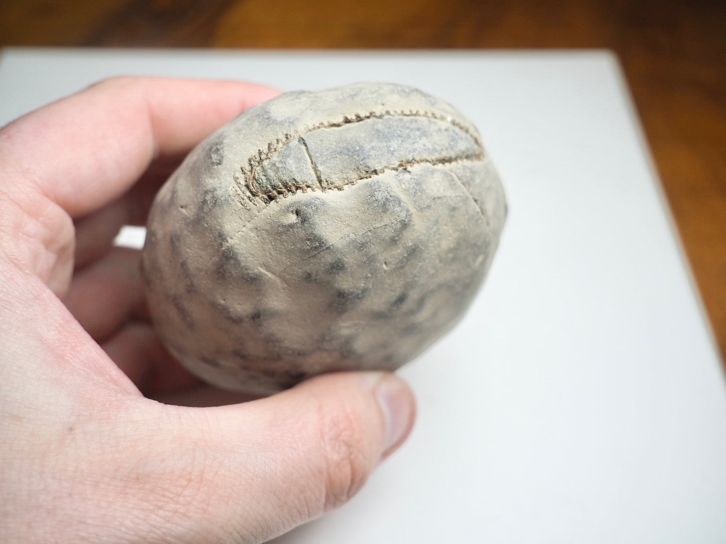 Whitby Ammonite Nodule – Unprepared Jurassic Fossil – Yorkshire Coast