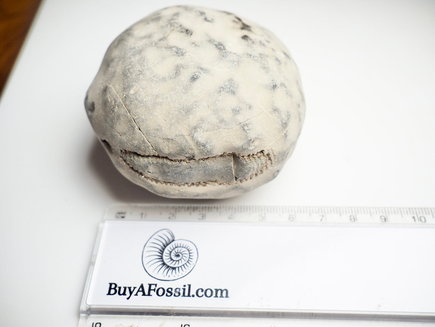 Whitby Ammonite Nodule – Unprepared Jurassic Fossil – Yorkshire Coast