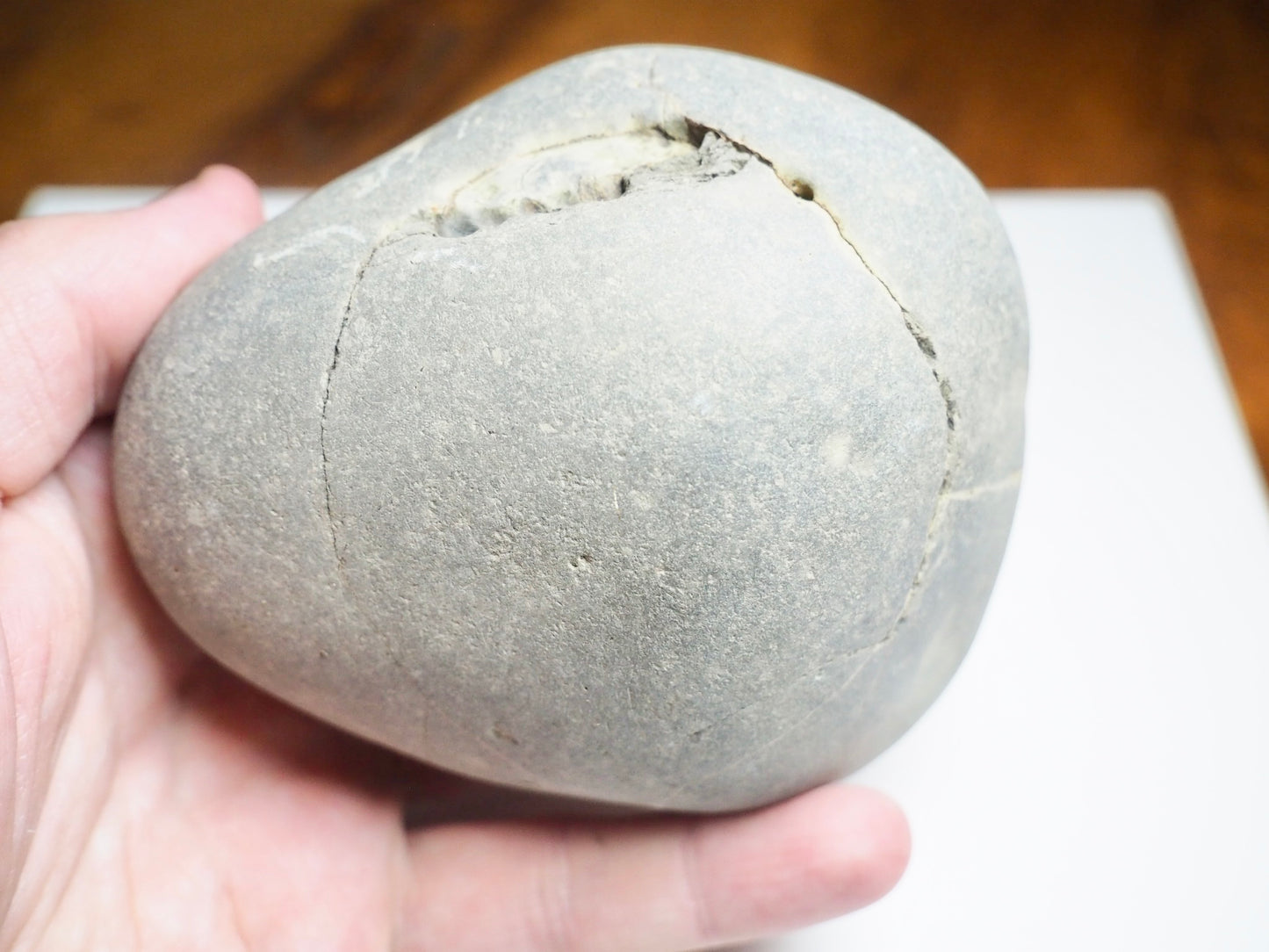 Whitby Ammonite Nodule – Unprepared Jurassic Fossil – Yorkshire Coast