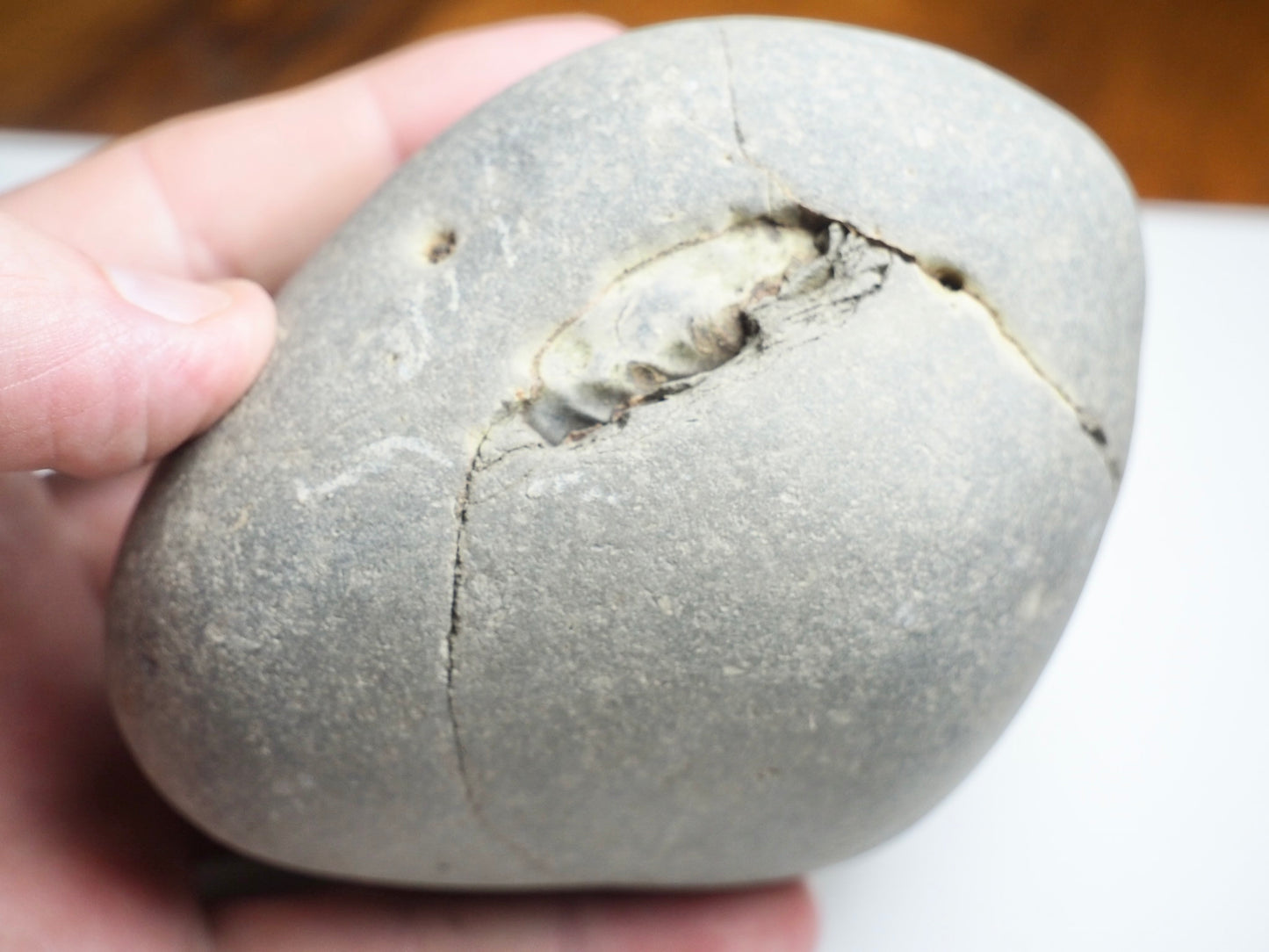 Whitby Ammonite Nodule – Unprepared Jurassic Fossil – Yorkshire Coast