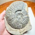 Amaltheus margaritatus Ammonite Fossil – Whitby Yorkshire Coast – 190 Million Year Old Middle Lias Jurassic Fossil
