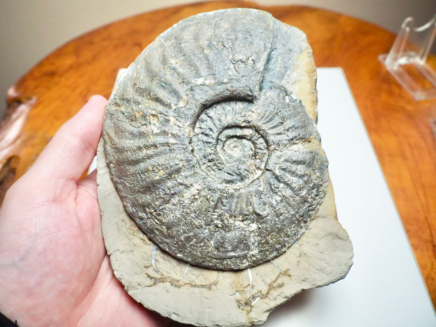 Amaltheus margaritatus Ammonite Fossil – Whitby Yorkshire Coast – 190 Million Year Old Middle Lias Jurassic Fossil
