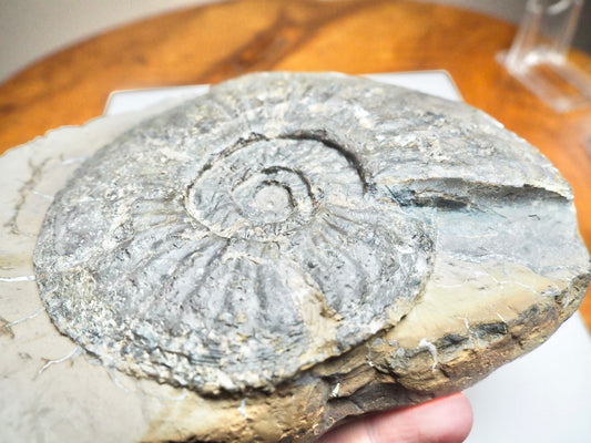 Amaltheus margaritatus Ammonite Fossil – Whitby Yorkshire Coast – 190 Million Year Old Middle Lias Jurassic Fossil