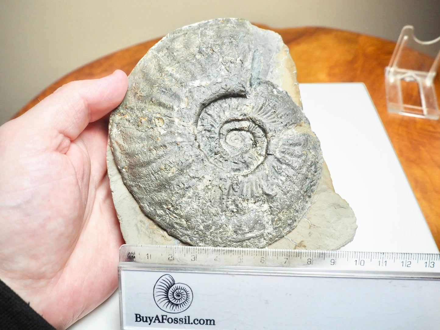 Amaltheus margaritatus Ammonite Fossil – Whitby Yorkshire Coast – 190 Million Year Old Middle Lias Jurassic Fossil