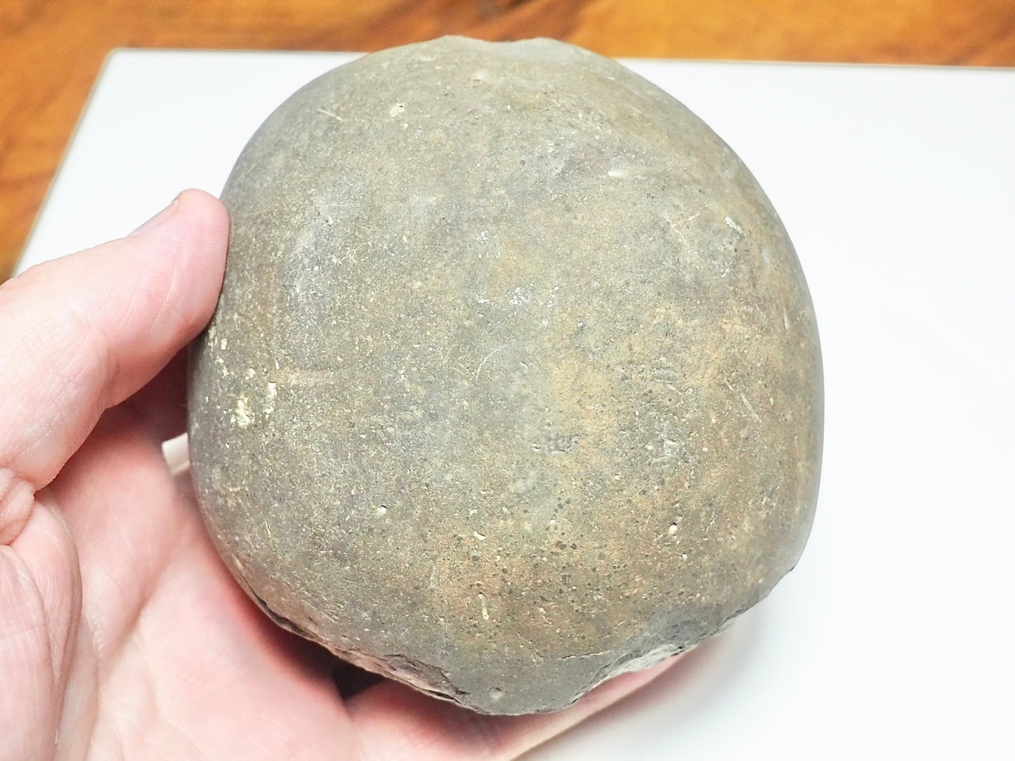 Dactylioceras tenuicostatum Ammonite Fossil Split Pair – Whitby Yorkshire Coast – Jurassic