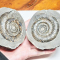 Dactylioceras tenuicostatum Ammonite Fossil Split Pair – Whitby Yorkshire Coast – Jurassic
