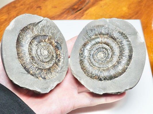 Dactylioceras tenuicostatum Ammonite Fossil Split Pair – Whitby Yorkshire Coast – Jurassic