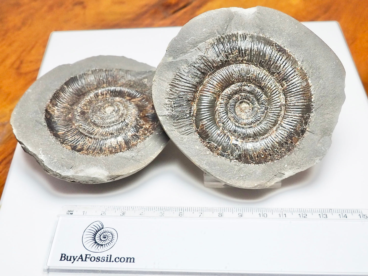 Dactylioceras tenuicostatum Ammonite Fossil Split Pair – Whitby Yorkshire Coast – Jurassic