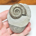 Dactylioceras Ammonite Fossil – Whitby Yorkshire Coast – Jurassic