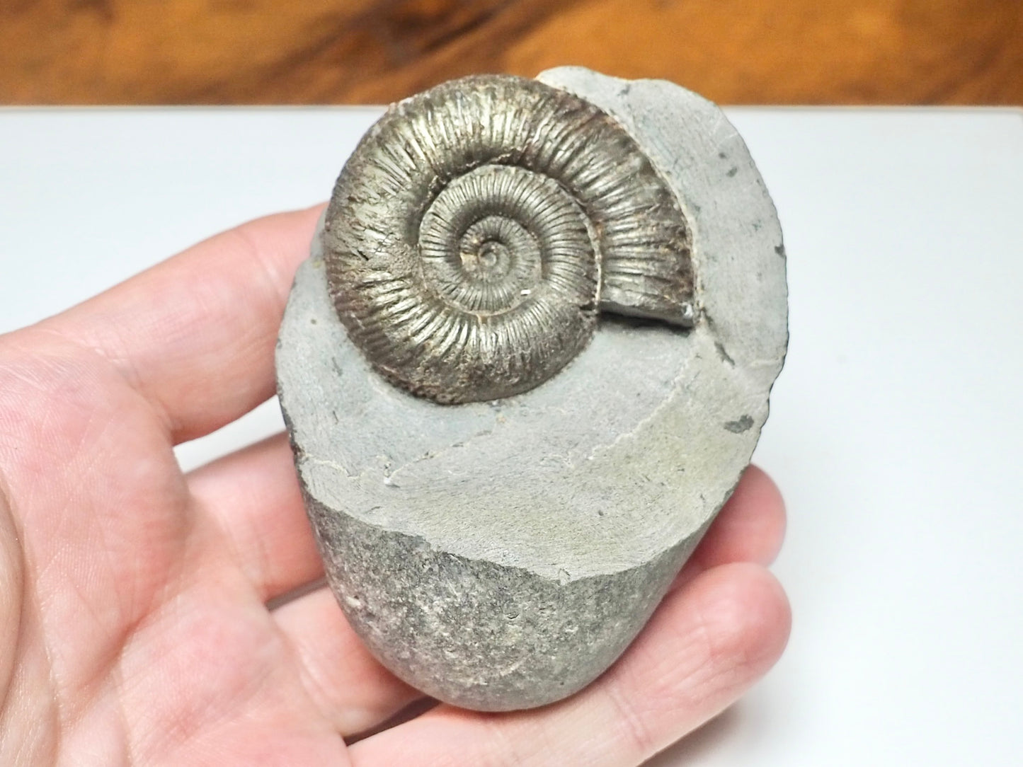 Dactylioceras Ammonite Fossil – Whitby Yorkshire Coast – Jurassic