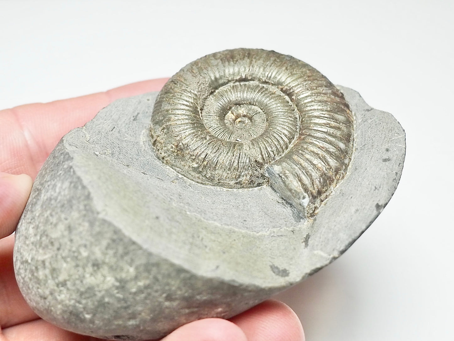Dactylioceras Ammonite Fossil – Whitby Yorkshire Coast – Jurassic