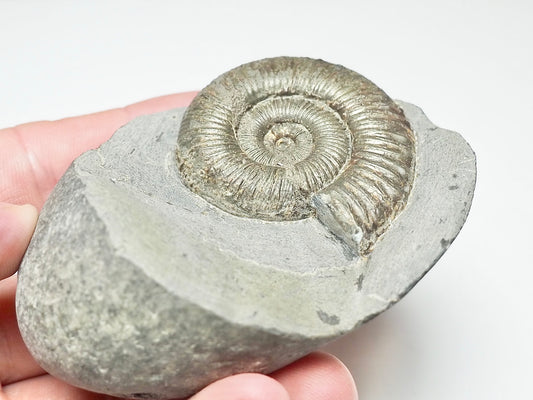 Dactylioceras Ammonite Fossil – Whitby Yorkshire Coast – Jurassic