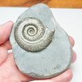 Hildoceras Ammonite Fossil – Whitby Yorkshire Coast – Jurassic