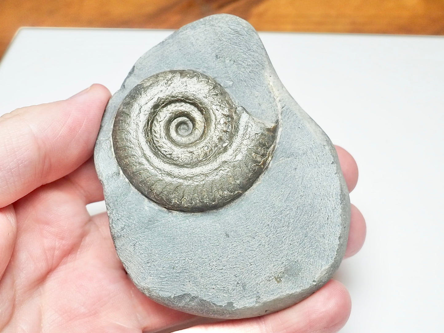 Hildoceras Ammonite Fossil – Whitby Yorkshire Coast – Jurassic