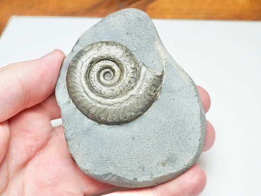 Hildoceras Ammonite Fossil – Whitby Yorkshire Coast – Jurassic