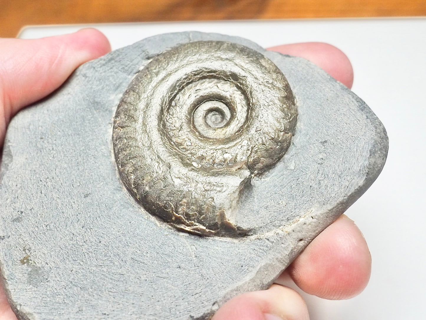 Hildoceras Ammonite Fossil – Whitby Yorkshire Coast – Jurassic