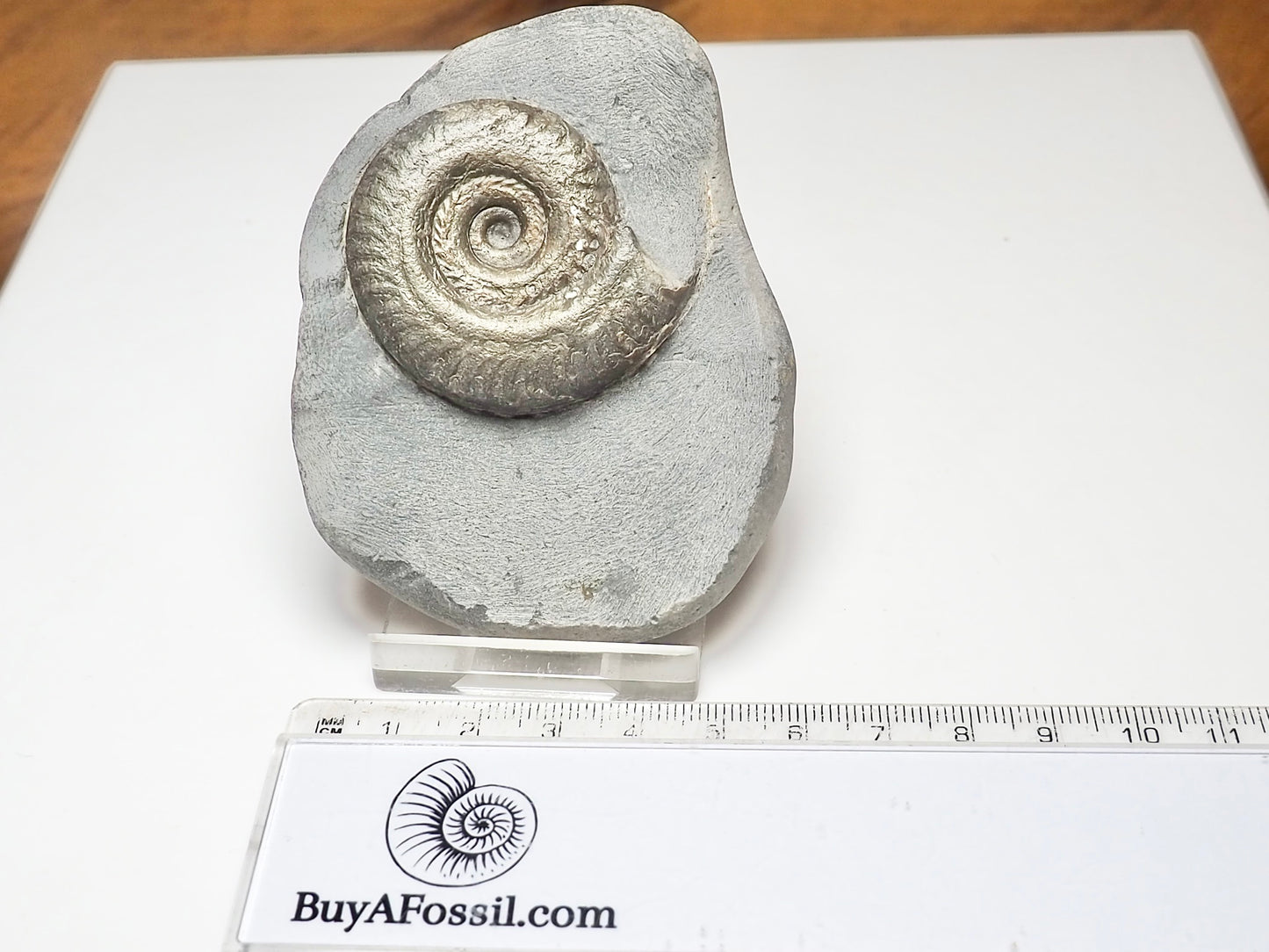 Hildoceras Ammonite Fossil – Whitby Yorkshire Coast – Jurassic
