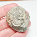 Jurassic Coprolite Fossil – Whitby Yorkshire Coast – 180 Million Year Old Fossil