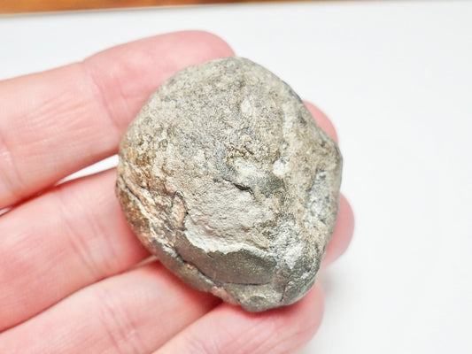 Jurassic Coprolite Fossil – Whitby Yorkshire Coast – 180 Million Year Old Fossil