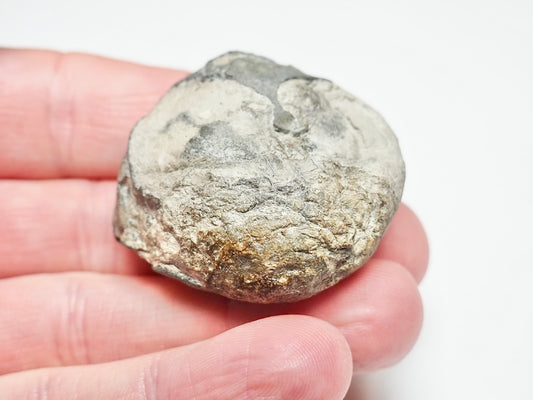 Jurassic Coprolite Fossil – Whitby Yorkshire Coast – 180 Million Year Old Fossil