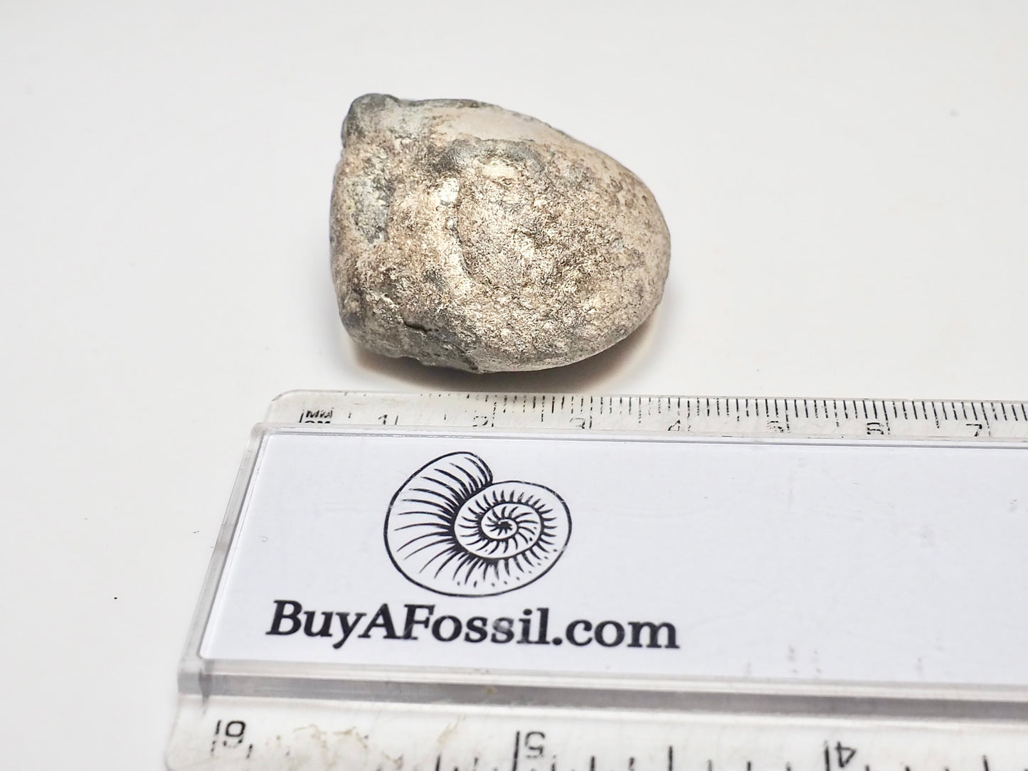 Jurassic Coprolite Fossil – Whitby Yorkshire Coast – 180 Million Year Old Fossil