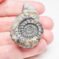 Gagaticeras Ammonite Fossil – Whitby Yorkshire Coast – 200 Million Year Old Jurassic