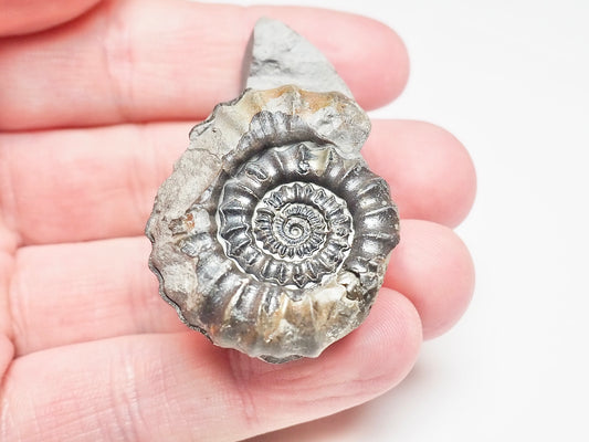 Gagaticeras Ammonite Fossil – Whitby Yorkshire Coast – 200 Million Year Old Jurassic