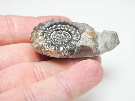 Gagaticeras Ammonite Fossil – Whitby Yorkshire Coast – 200 Million Year Old Jurassic
