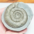 Dactylioceras Ammonite Fossil – Whitby Yorkshire Coast – Jurassic