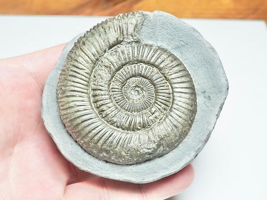 Dactylioceras Ammonite Fossil – Whitby Yorkshire Coast – Jurassic