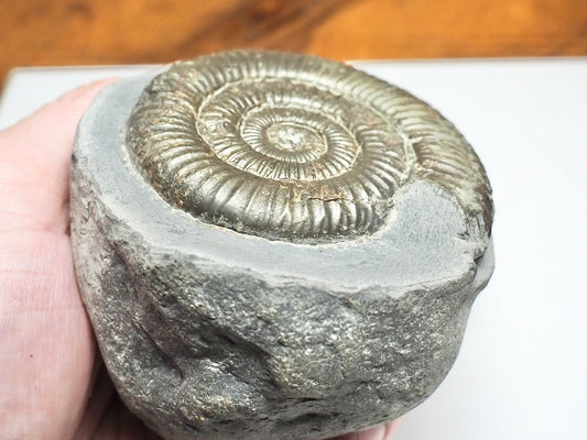 Dactylioceras Ammonite Fossil – Whitby Yorkshire Coast – Jurassic