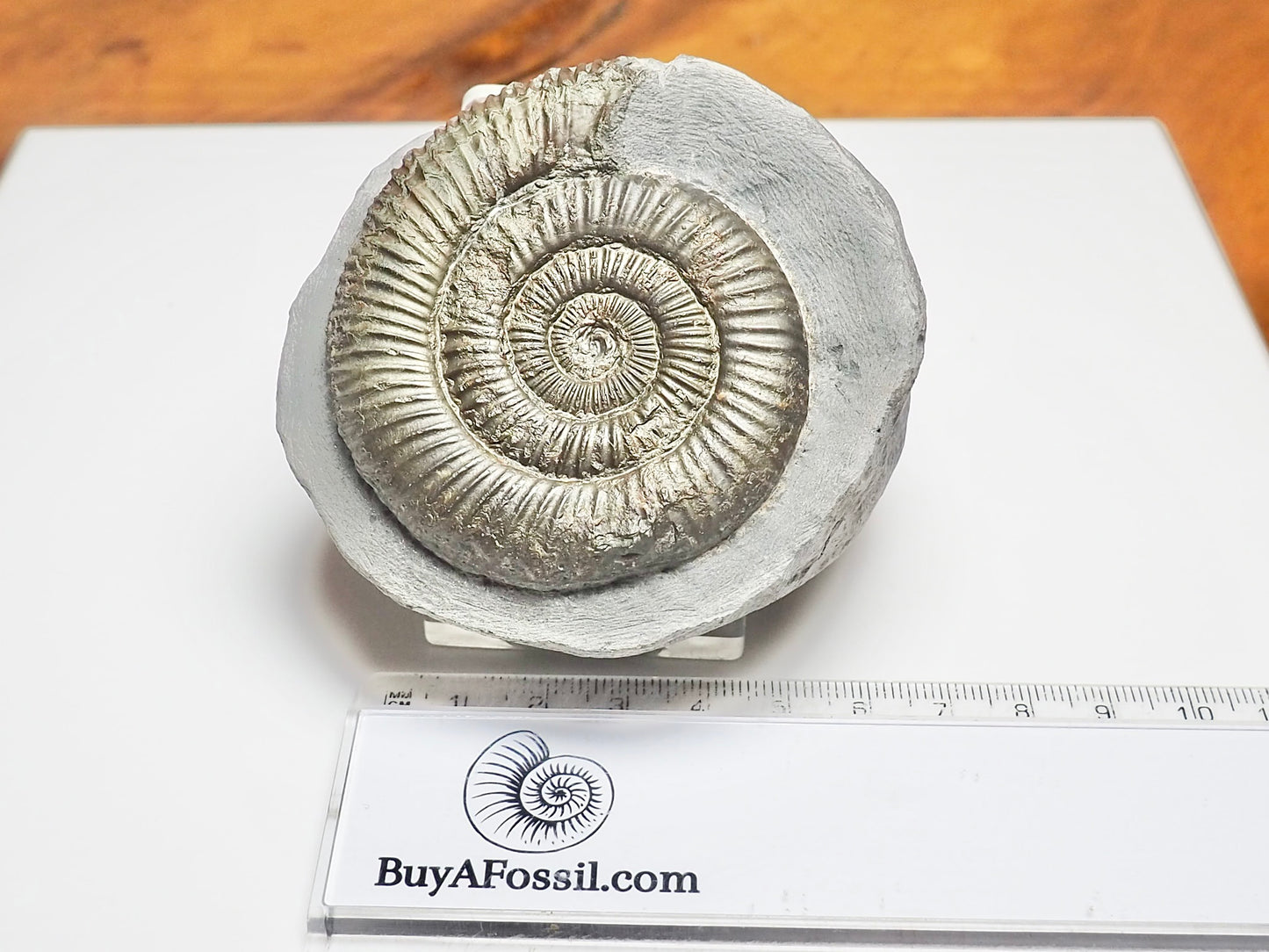 Dactylioceras Ammonite Fossil – Whitby Yorkshire Coast – Jurassic