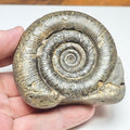 Dactylioceras tenuicostatum Ammonite Fossil – Whitby Yorkshire Coast – Jurassic