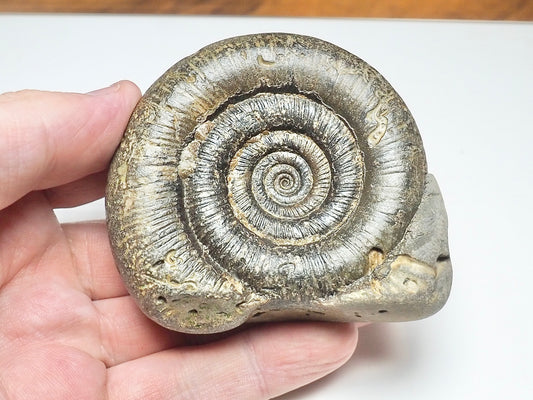 Dactylioceras tenuicostatum Ammonite Fossil – Whitby Yorkshire Coast – Jurassic