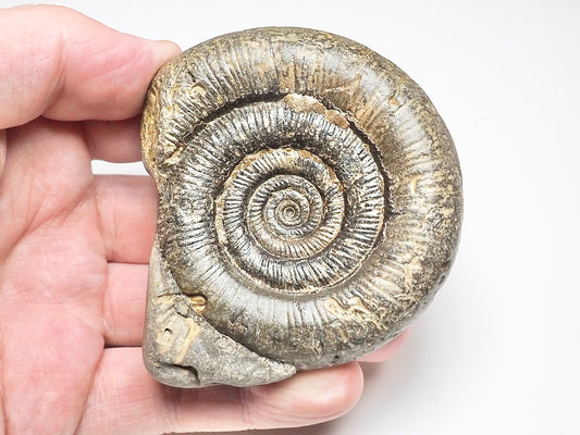 Dactylioceras tenuicostatum Ammonite Fossil – Whitby Yorkshire Coast – Jurassic