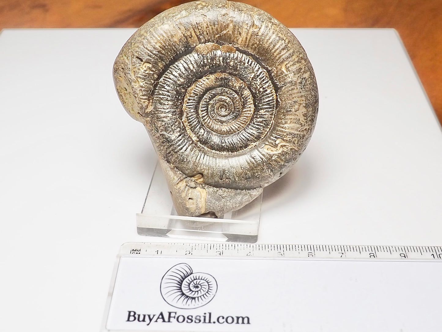 Dactylioceras tenuicostatum Ammonite Fossil – Whitby Yorkshire Coast – Jurassic