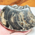 Polished Ammonite Whorl Fossil – Whitby Yorkshire Coast – Jurassic